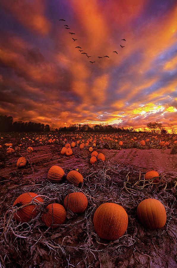 Till the End of Vine Photograph by Phil Koch