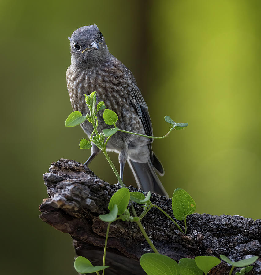 Tilted Bluebird Photograph by Jean Noren Tilted Bluebird Photograph by Jean Noren