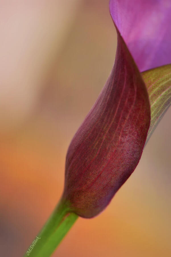 Tilted Calla Lily Photograph by Marilyn DeBlock