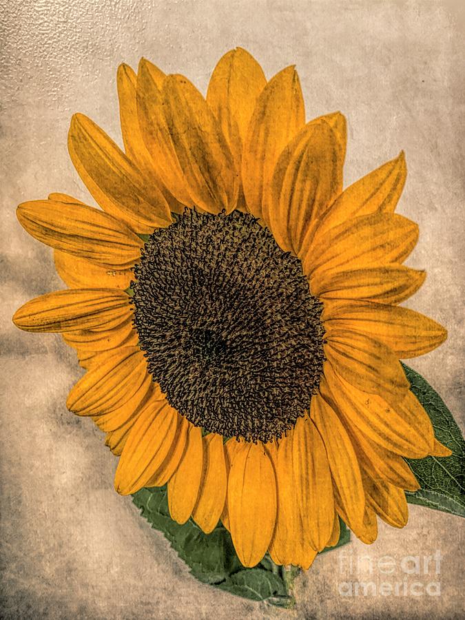 Sunflower Photograph - Tilted Sunflower by Luther Fine Art