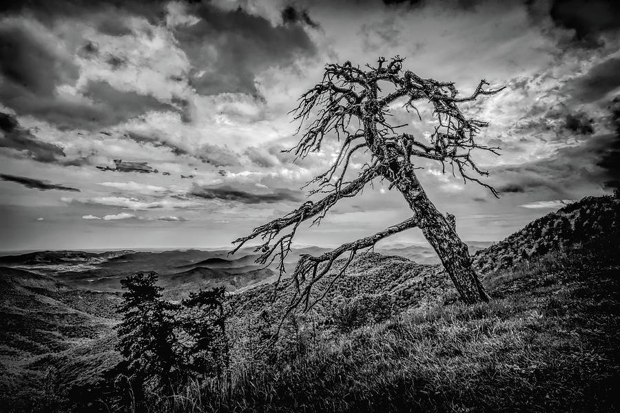 Tilted Tree on the Blue Ridge Parkway Photograph by Norma Brandsberg