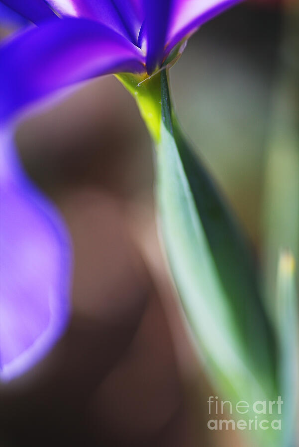 Tilting Iris Photograph by Joy Watson Tilting Iris Photograph by Joy Watson