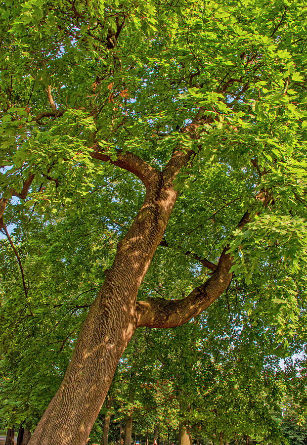 Tilting Tree Photograph by Randy Mendelsohn - Fine Art America