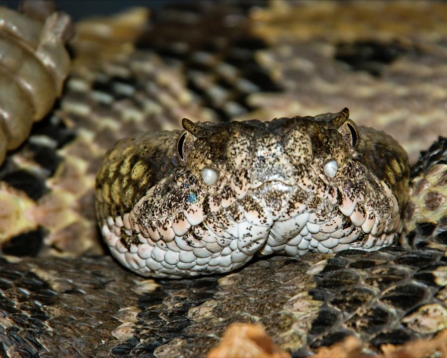 Timber Rattler Portrait Photograph by Kevin Batchelor Photography ...