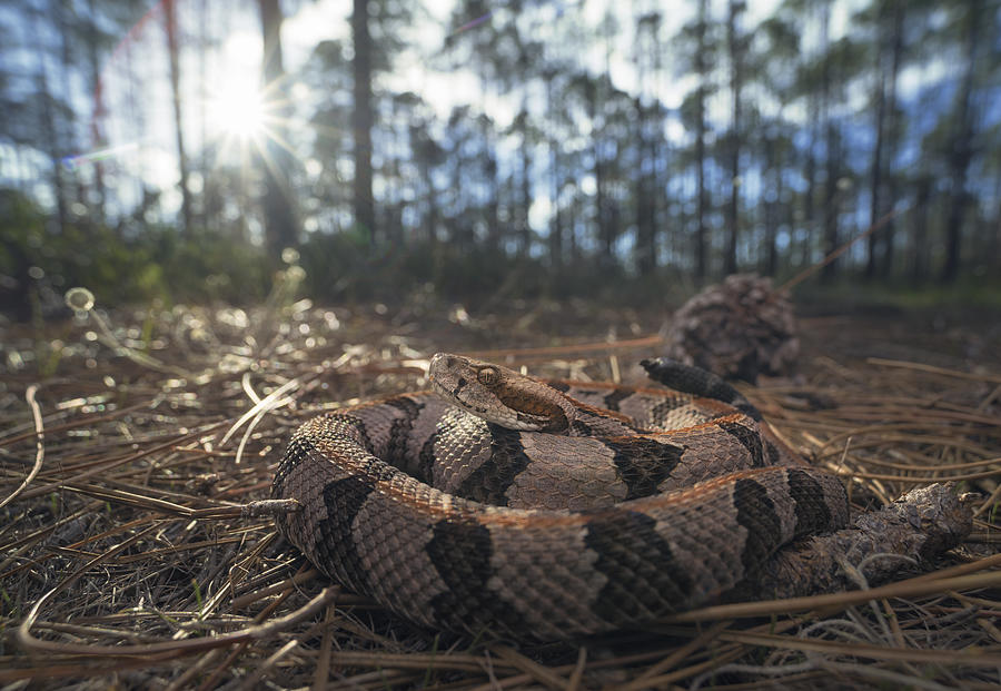 Timber rattlesnake (Crotalus horridus) in pine forest, Florida, America, USA Photograph by Kristianbell