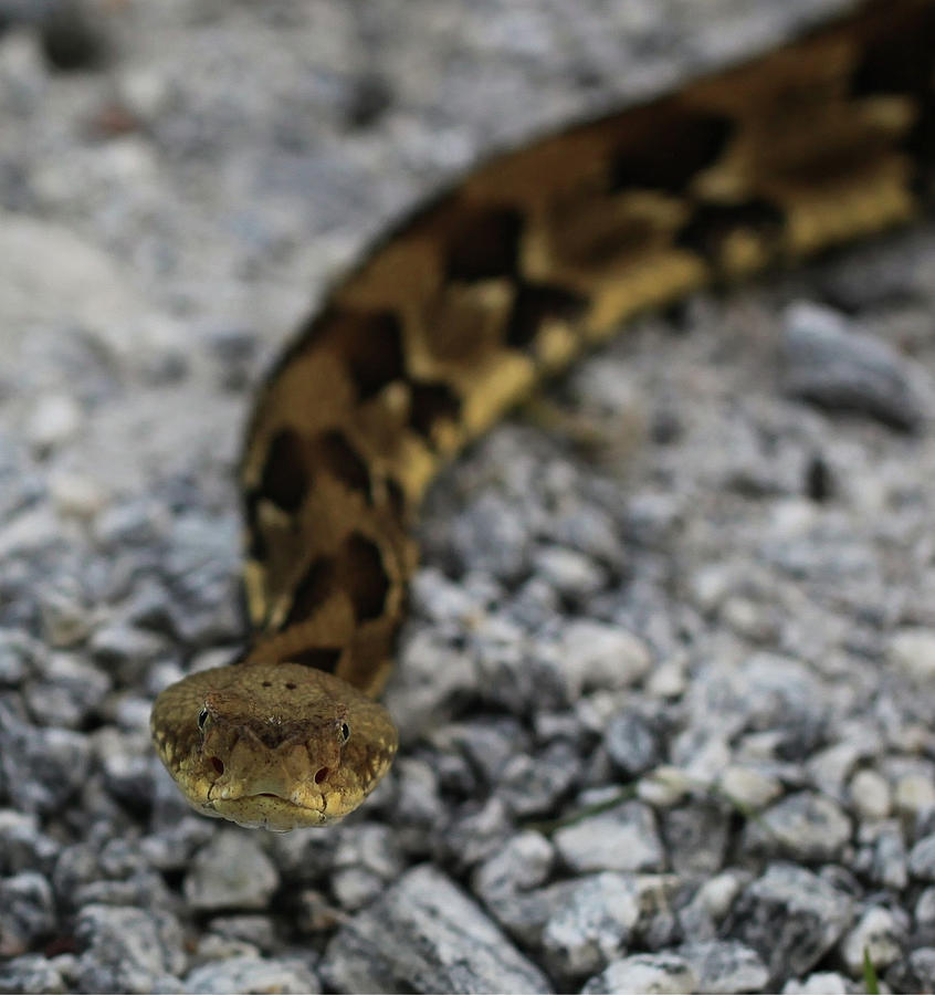 Timber Rattlesnake Photograph by Doug McPherson