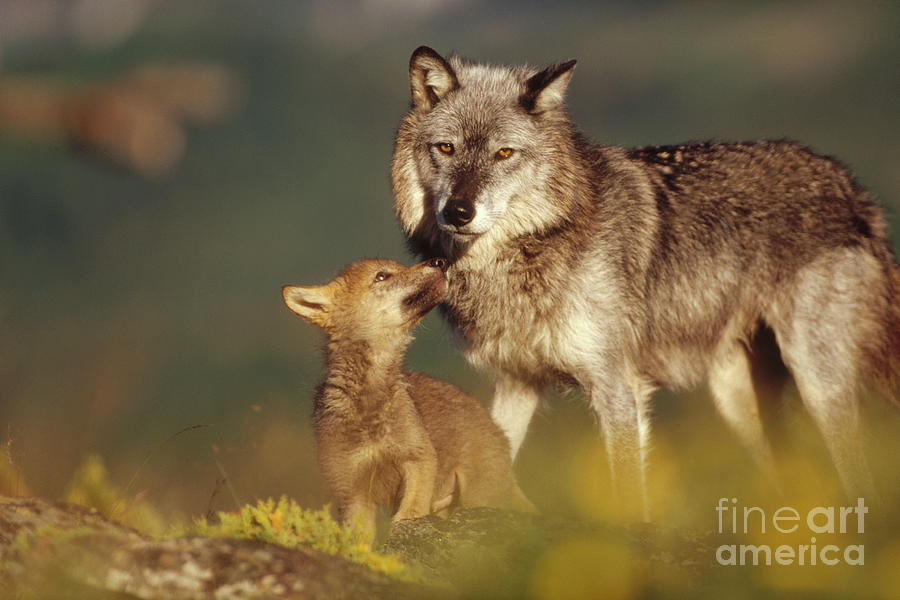 Timber Wolf Mother and Pup Photograph by Tim Fitzharris