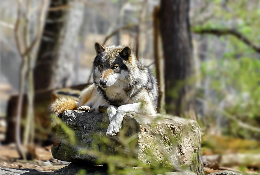 Timber Wolf Portrait Photograph by Anthony Sacco