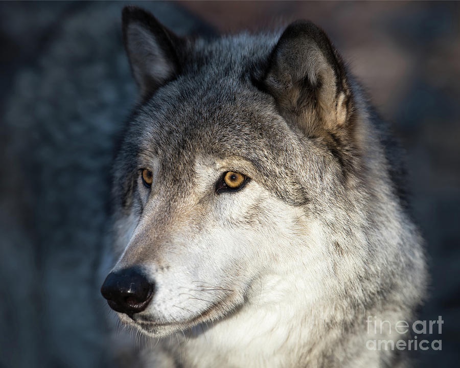 Timber Wolf - Portrait Photograph by Rehna George