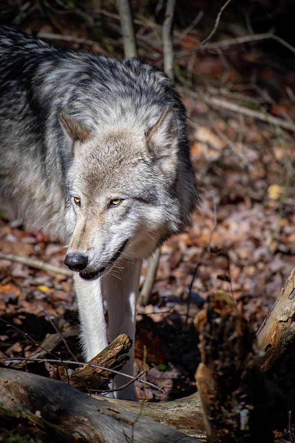 Timber Wolf Smile Photograph by Rose Guinther