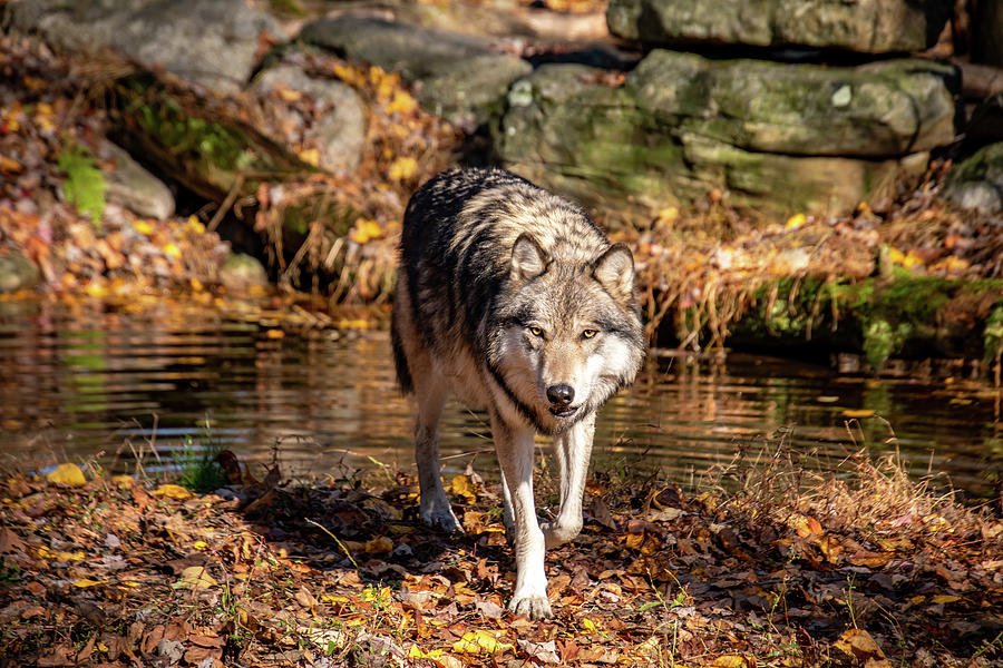 Timber Wolf Stare Down Photograph by Rose Guinther