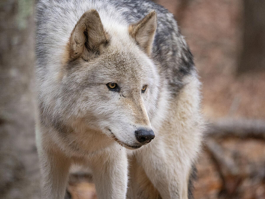 Timberwolf Gaze Photograph by Kristia Adams Timberwolf Gaze Photograph by Kristia Adams