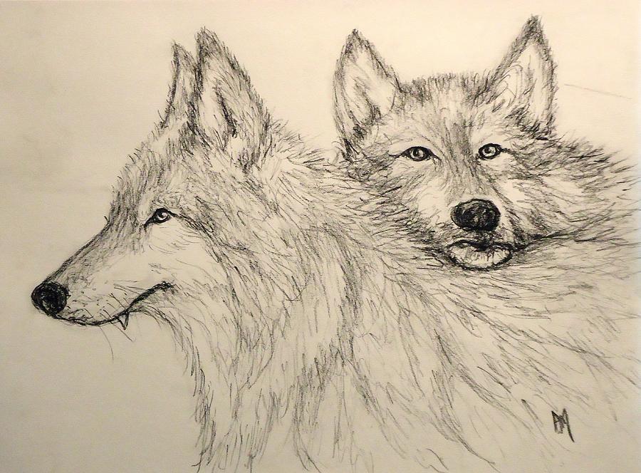 Timberwolf Drawing by Pete Maier