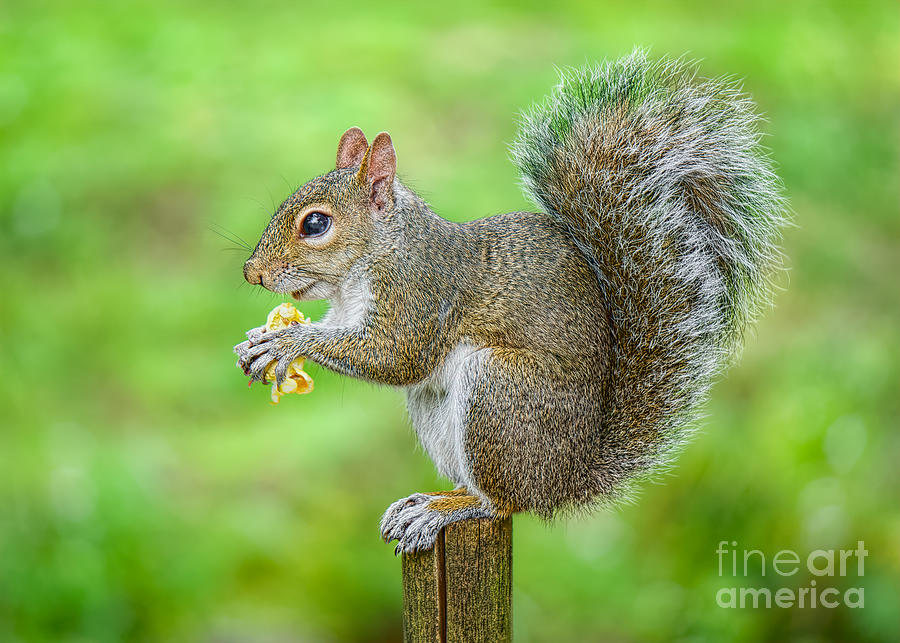 Squirrel Photograph - Time for a Snack by Judy Kay