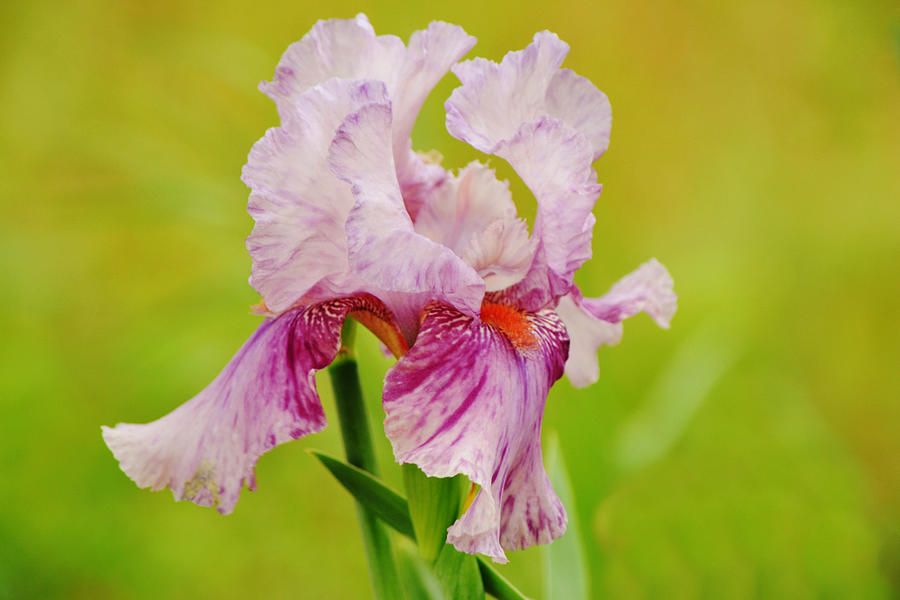 Time for Spring Iris Flower Photograph by Gaby Ethington