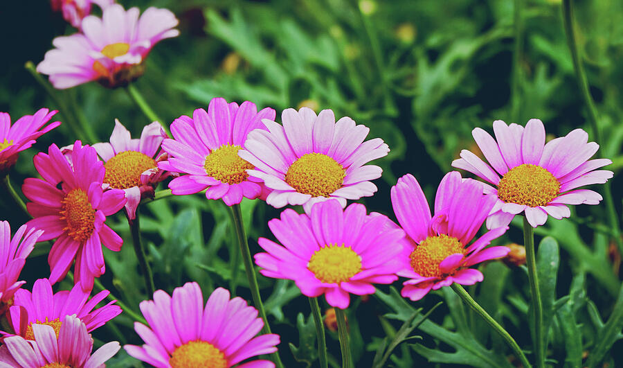 Time of pink daisies Photograph by Carolina Reina | Fine Art America