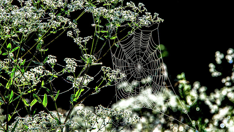 Time on the Web Photograph by Marcy Wielfaert