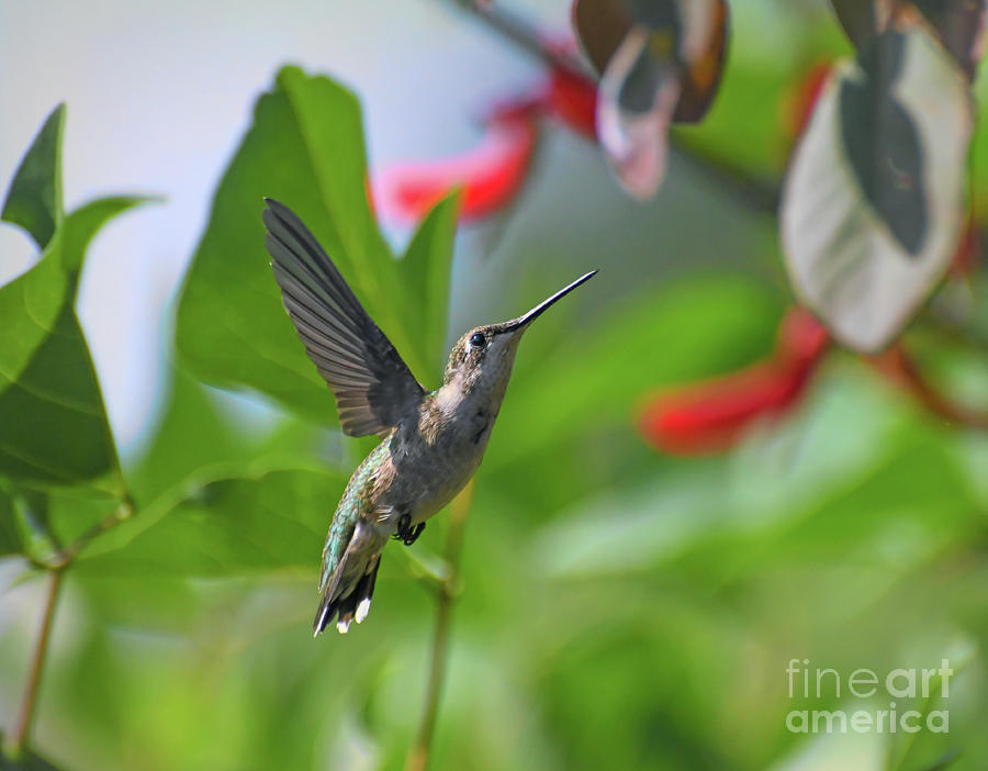 Time Stopped For A Moment - Hummingbird in Flight Photograph by Kerri Farley