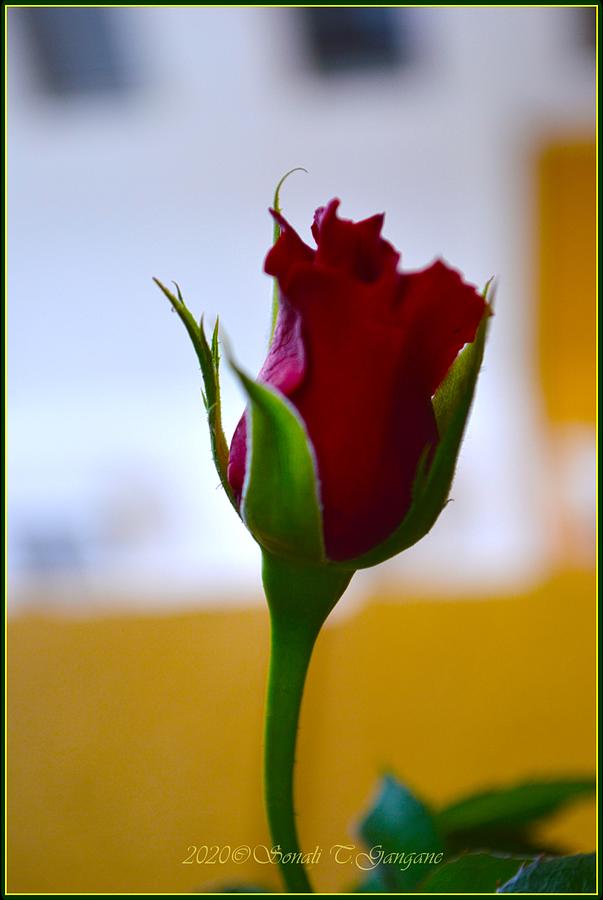 Rose Photograph - Time to Bloom by Sonali Gangane