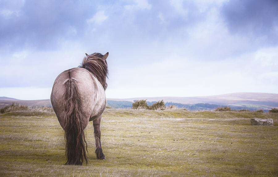 Time to breathe - Horse Art Photograph by Lisa Saint