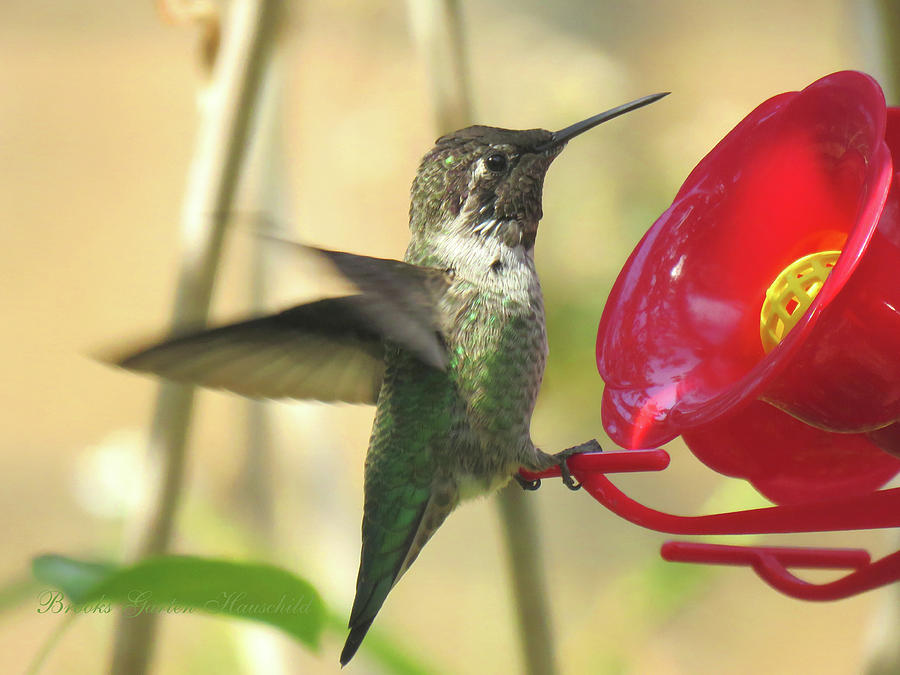 Lunch Break - Hummingbird Feeding - Nature Photography - Small Birds - Avian Art Photograph by Brooks Garten Hauschild