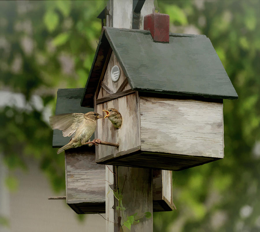 Time to Feed 2 Photograph by Mary Lynn Giacomini - Fine Art America