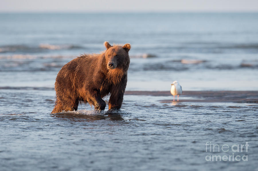 Time To Fish - Alaska Photograph by Sandra Bronstein