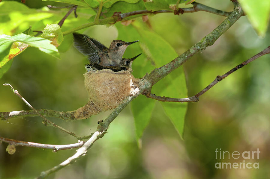 Time to Fledge Getting Crowded Photograph by Robert Goodell - Fine Art