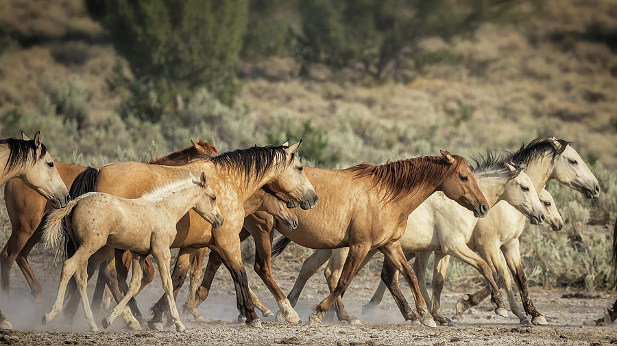 Time To Go - Palomino Butte Herd, No. 1 Photograph by Belinda Greb