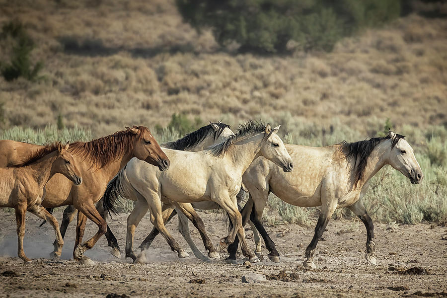 Time To Go - Palomino Butte Herd, No. 2 Photograph by Belinda Greb