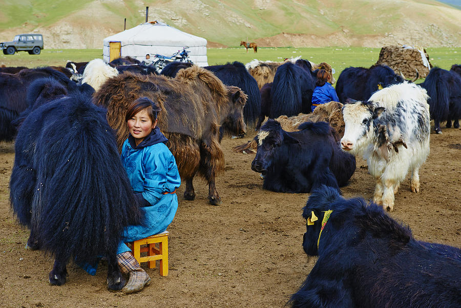 Time to milk the yak Photograph by Tuul & Bruno Morandi