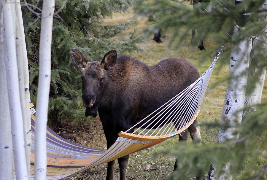 Time To Play With The Hammock Photograph by Fiona Kennard