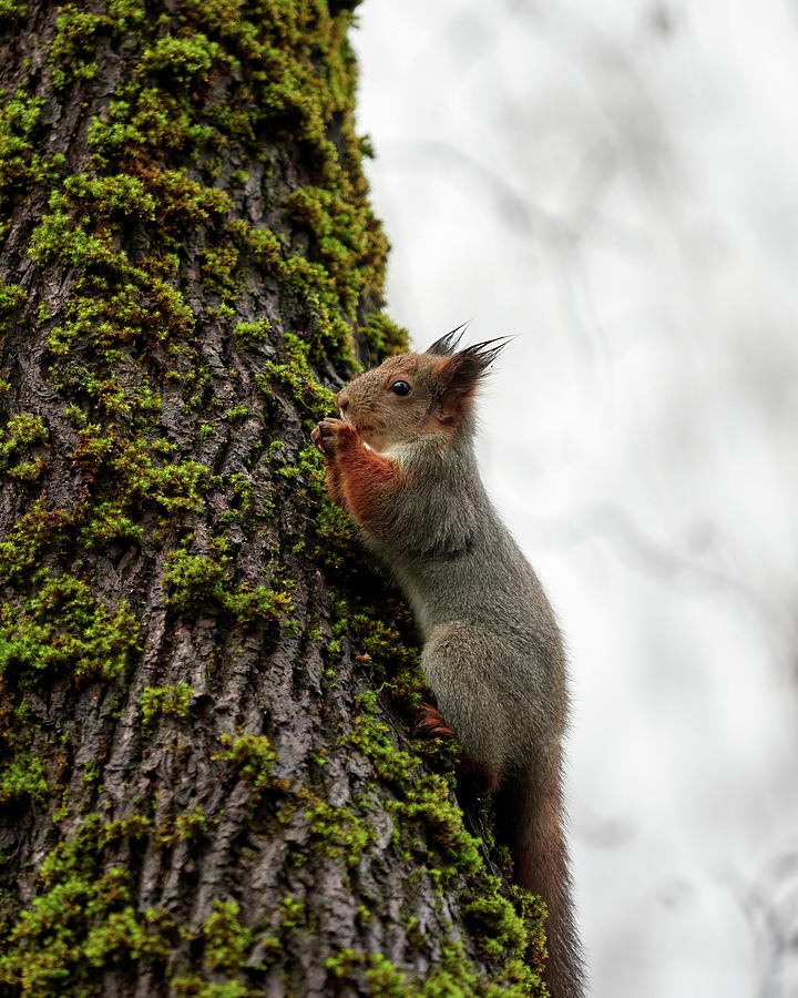 Time to pray. Eurasian red squirrel Photograph by Jouko Lehto