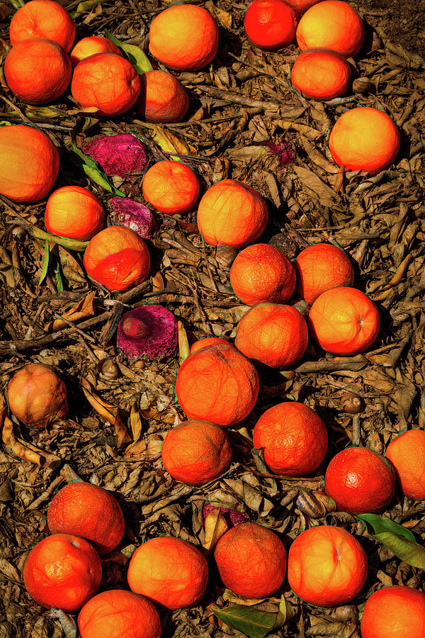 Time To Put These Oranges To Zest Photograph by Elvira Peretsman