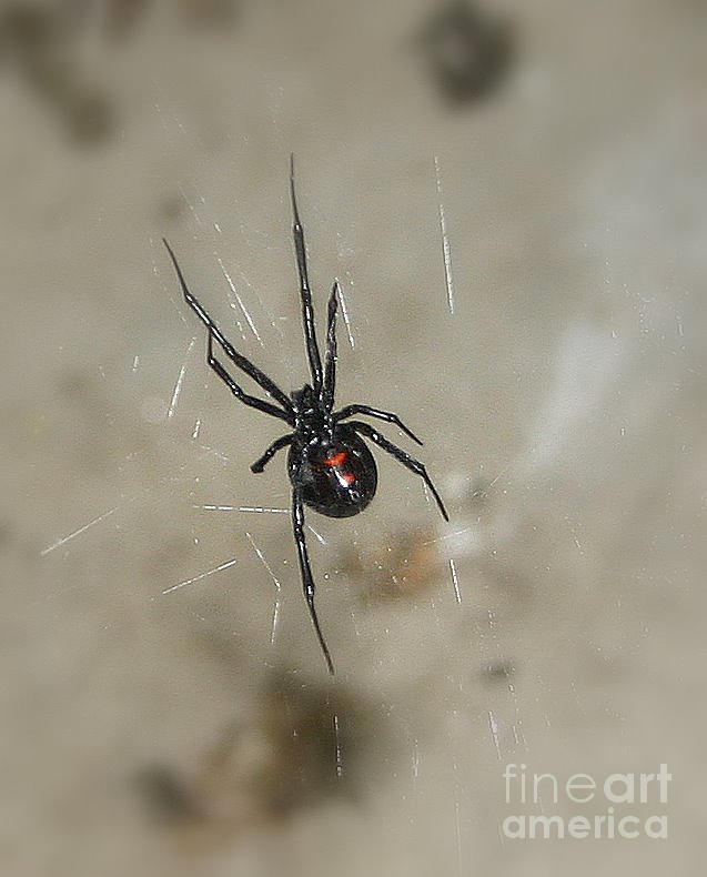 Black Widow Photograph - Time to Wait by Marie Neder