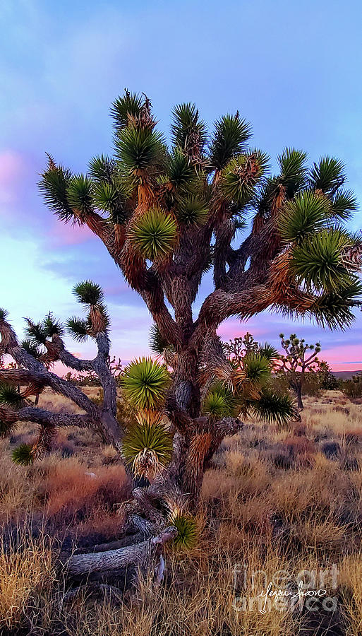 Timeless Beauty Of Ancient Joshua Trees Along Nevadas Joshua Tree Highway Photo Blogger Meganaroon Photograph