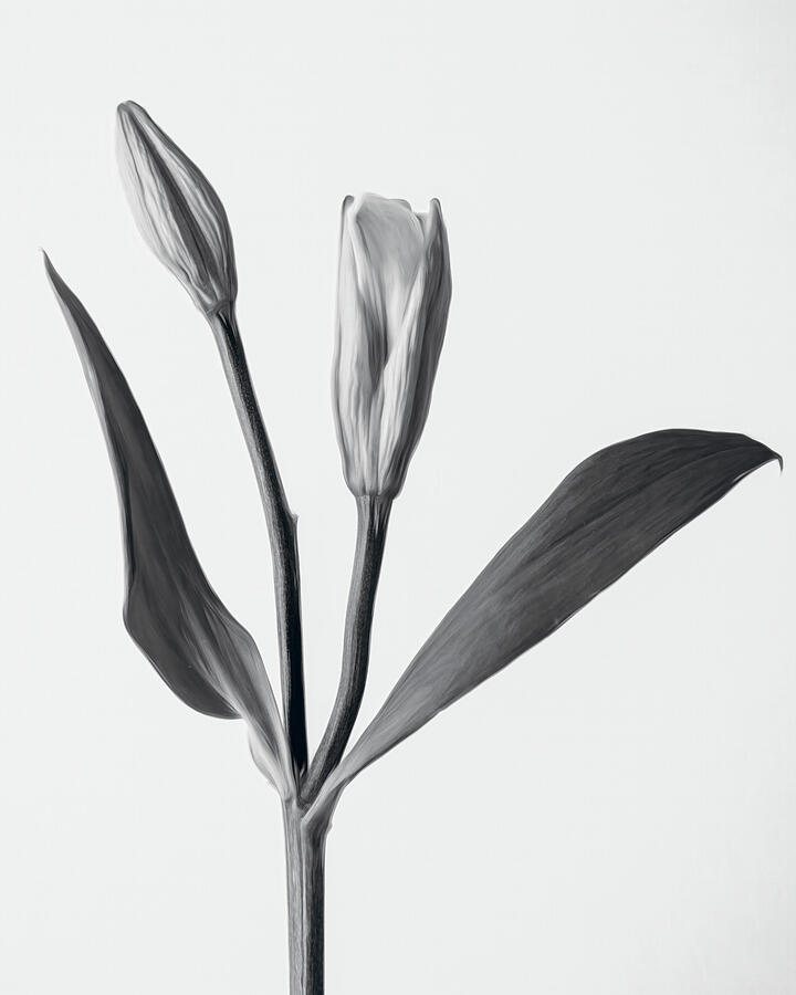 Timeless Bloom Photograph by Dodie Ross Timeless Bloom Photograph by Dodie Ross