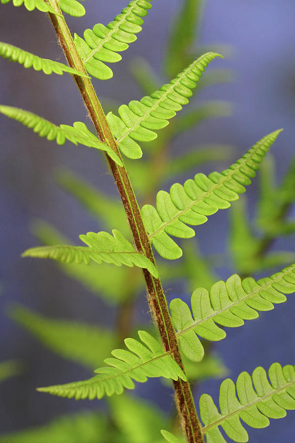 Timely Spring Ferns Photograph