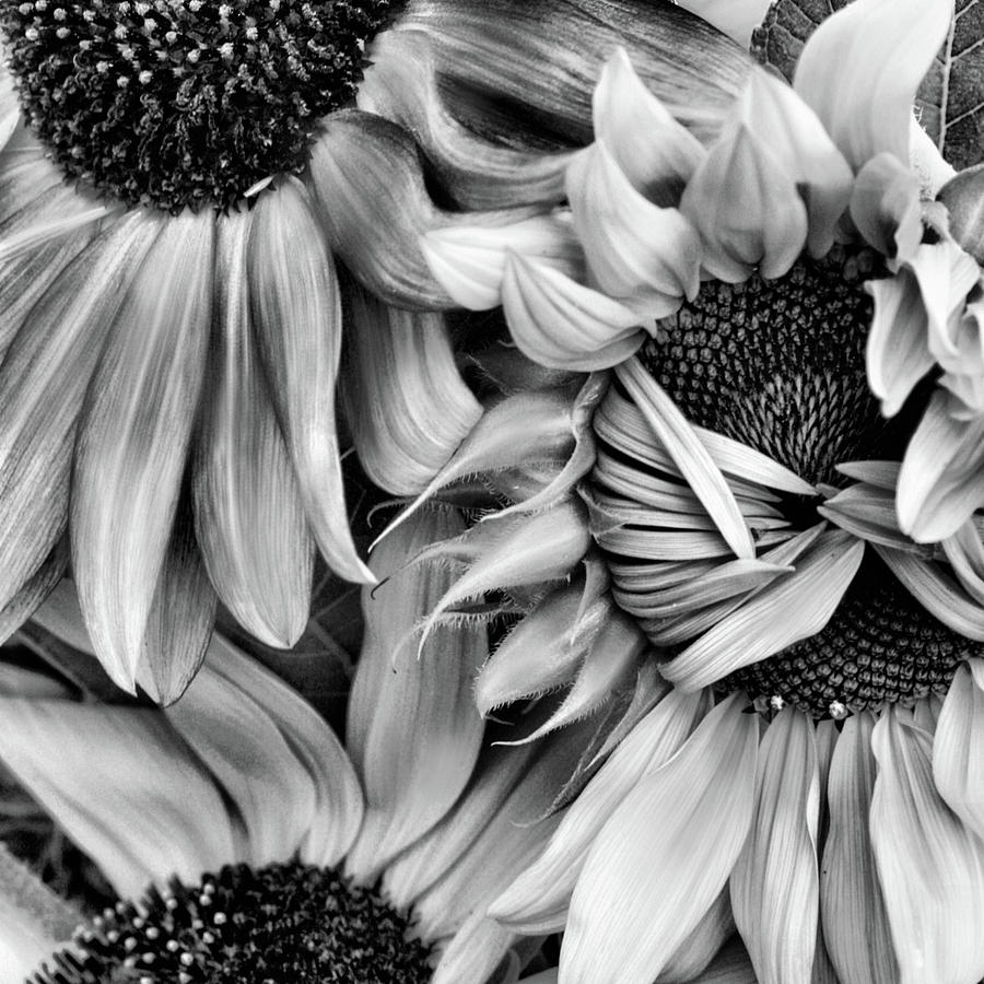 Timid Sunflower in Square Black and White Photograph by Sally Bauer