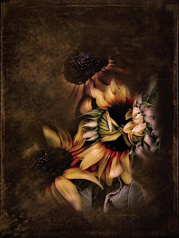 Timid Sunflower Textured Photograph by Sally Bauer