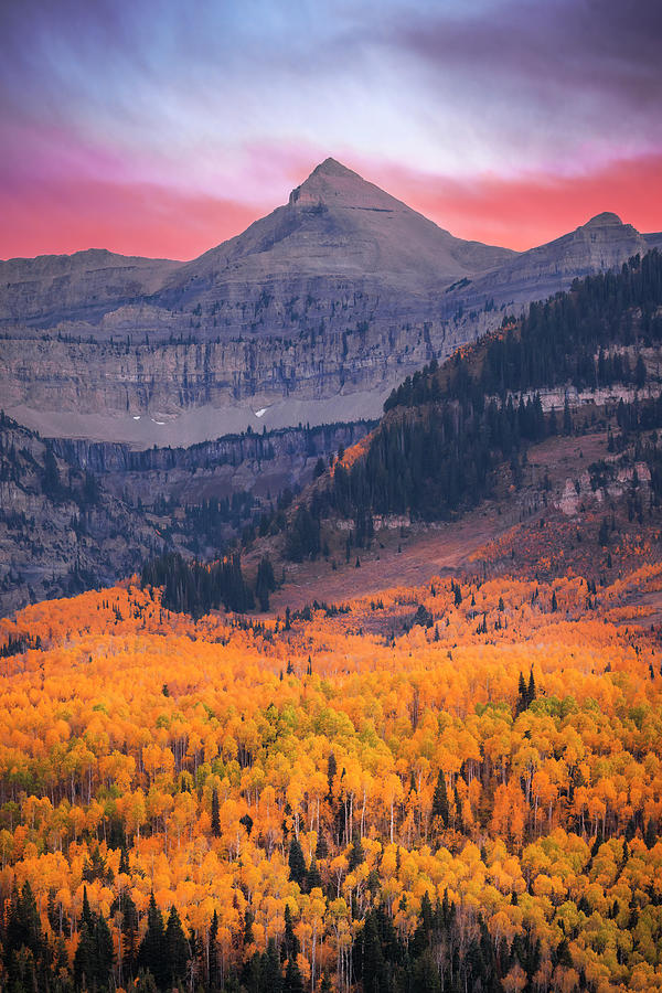 Fall Photograph - Timp Aspen Gold Vertical by Wasatch Light