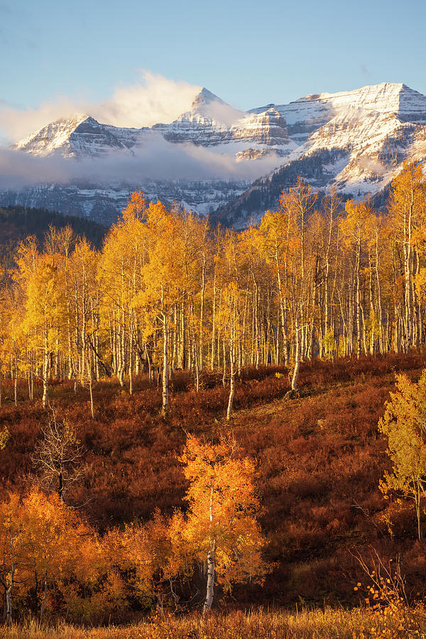 Fall Photograph - Timpanogos Fresh Snow with Orange Aspens by Wasatch Light