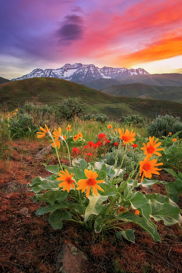Spring Photograph - Timpanogos Sunset Vertical with Spring Wildflowers by Wasatch Light