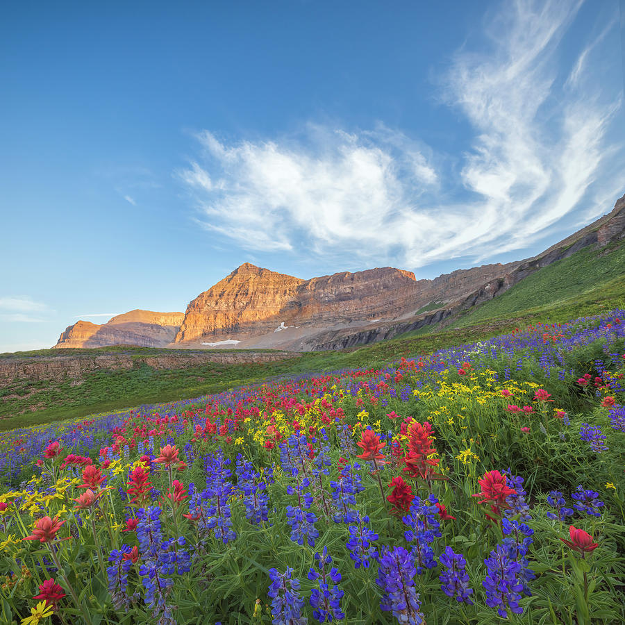 Mountain Photograph - Timpanogos Wildflowers Square by Wasatch Light
