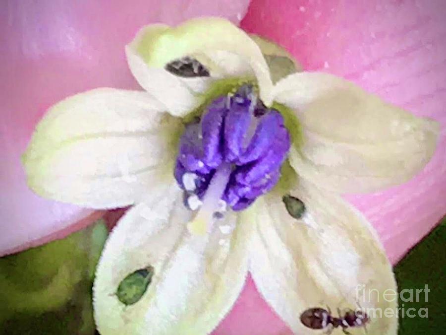 Tiniest Flower Photograph