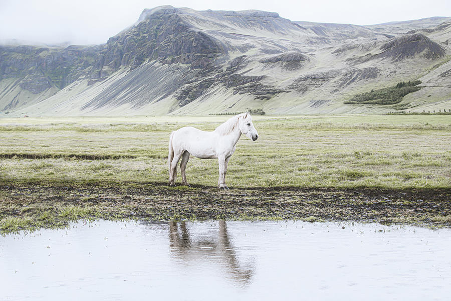 Tinna - Horse Art Photograph by Lisa Saint