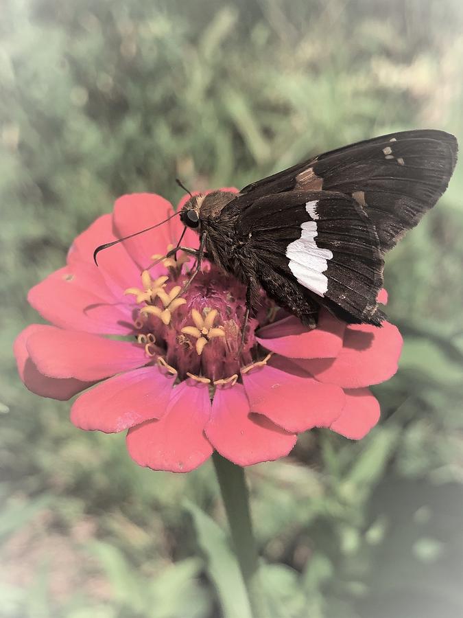 Tint of Color-Zinnia and Butterfly Photograph by Rachelle Stracke