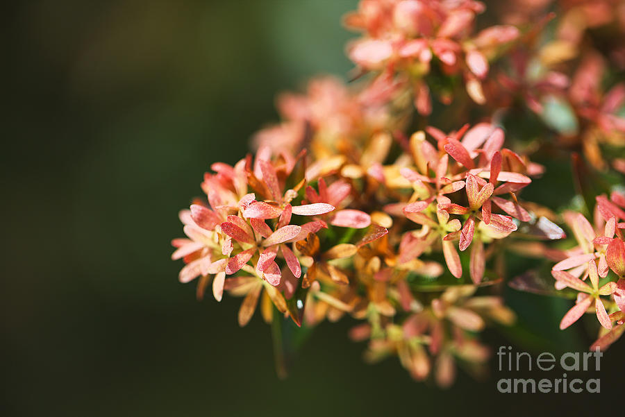 Tiny Autumn Toned Flowers Photograph by Joy Watson