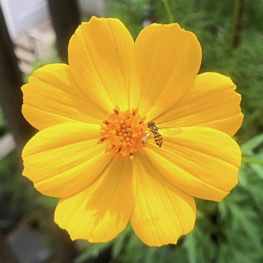 Tiny Bee Photograph by Devin Blanchette - Fine Art America