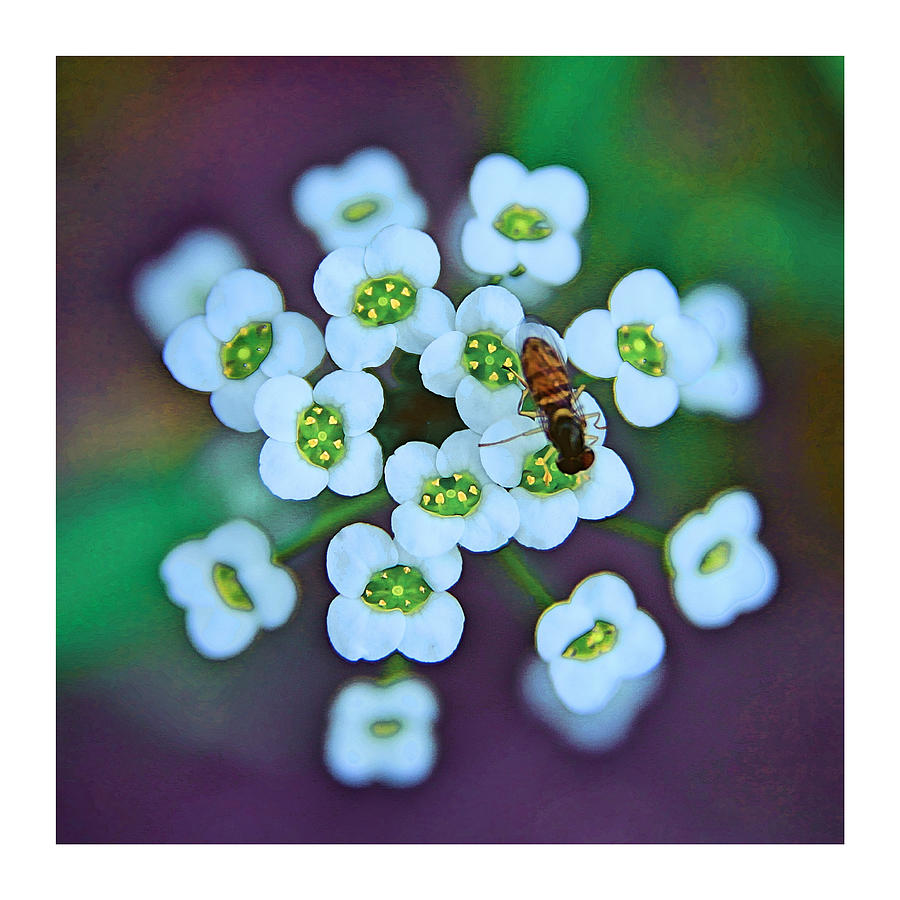 Tiny Bee, Tiny Flowers Photograph by Carol Jorgensen